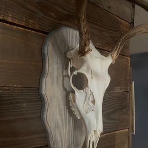 Deer Euro mount wooden display plaque